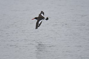 Oystercatcher, American, 2018-05294910 Chincoteague NWR, VA